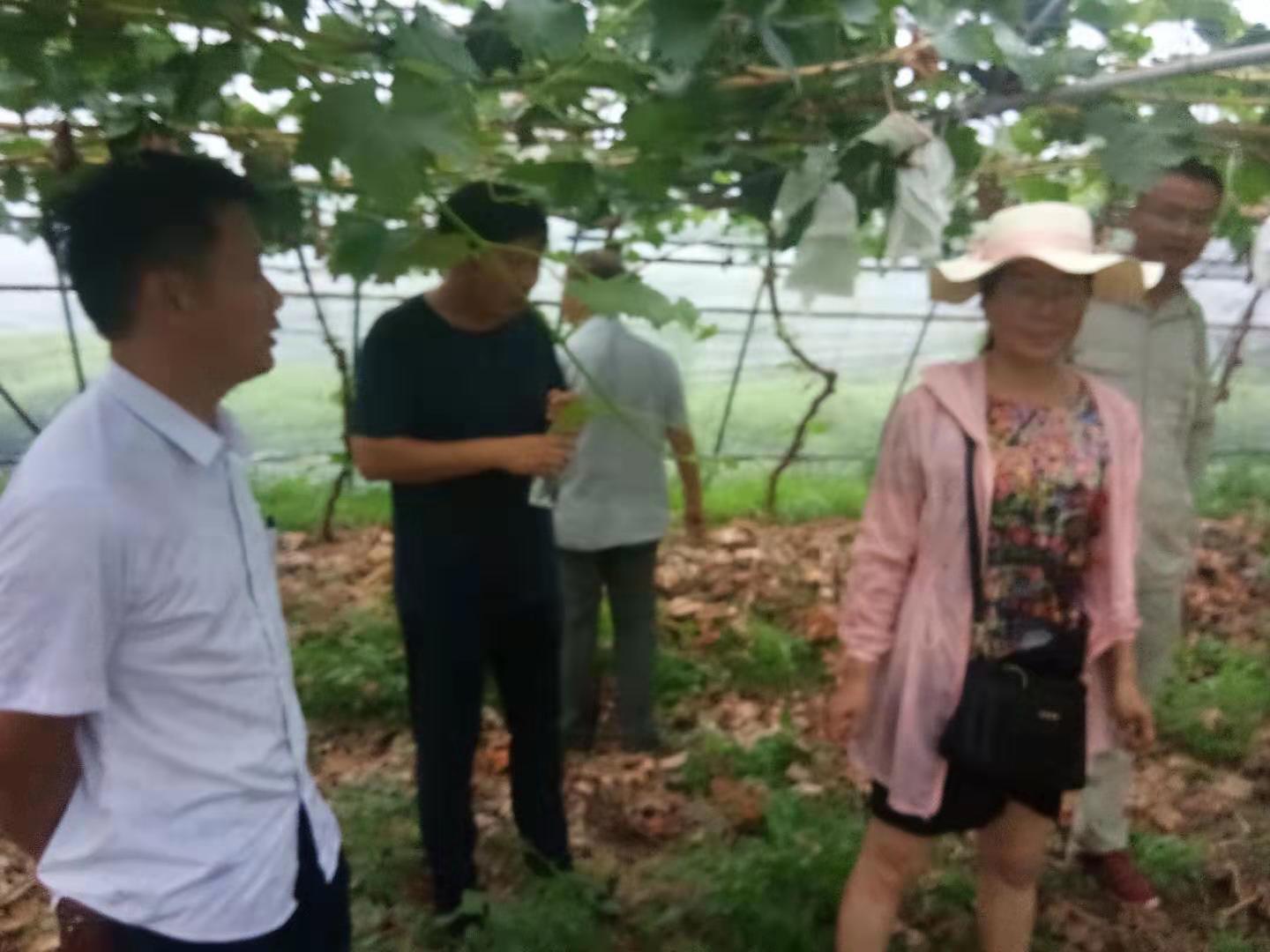 河南省科技特派员葛桂民赴淮阳开展科技服务